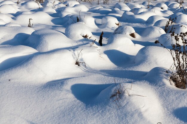 nieve y plantas