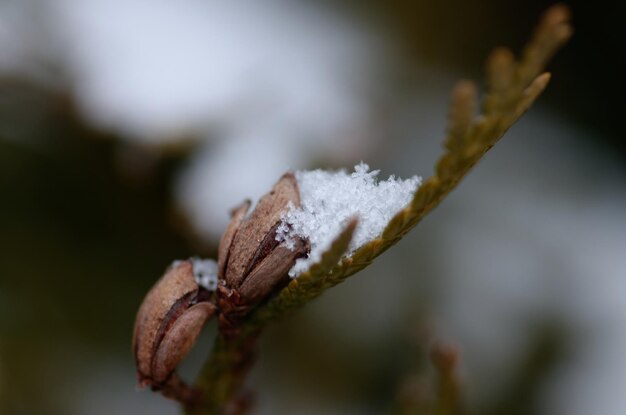 Foto nieve en las plantas