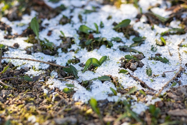 Nieve en el primer primer plano de hojas verdes