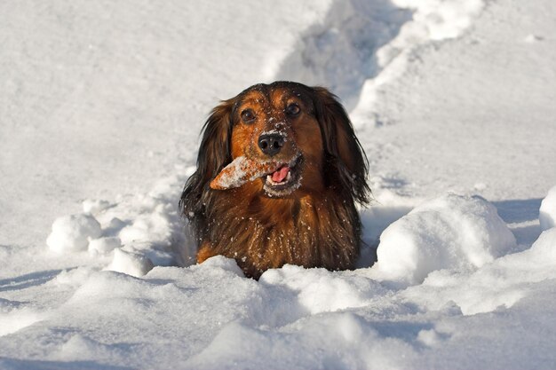 en la nieve profunda