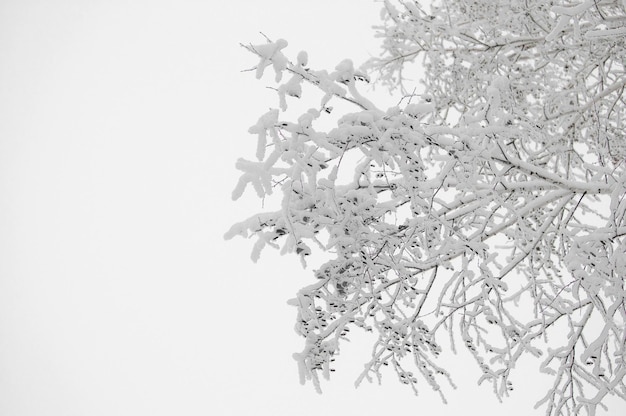 Nieve que cae del árbol Paisaje invernal Rama de un árbol cubierto de nieve contra el cielo Enfoque selectivo y poca profundidad de campo Plantas congeladas La belleza está en la naturaleza