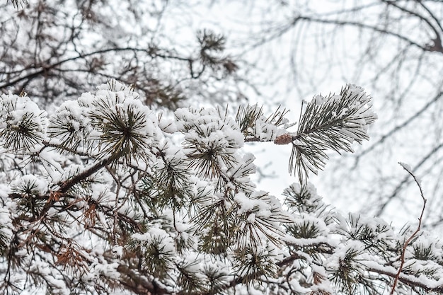 Nieve en una rama con un fondo de nieve