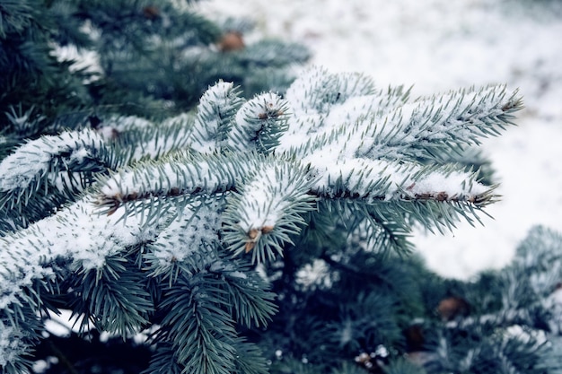 Nieve en las ramas de abeto azul