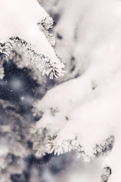 Nieve en las ramas de abeto en invierno