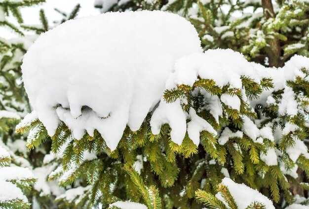 Nieve en las ramas del abeto