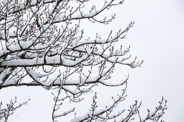 Nieve en las ramas de los árboles. fondo gris