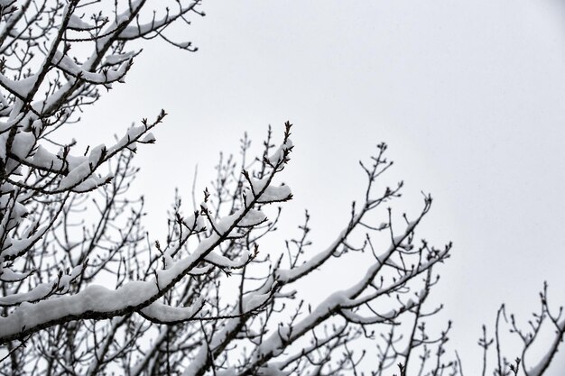 Nieve en las ramas de los árboles. fondo gris