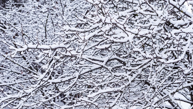 Nieve en las ramas de los árboles de manzana en el jardín en el fondo de invierno