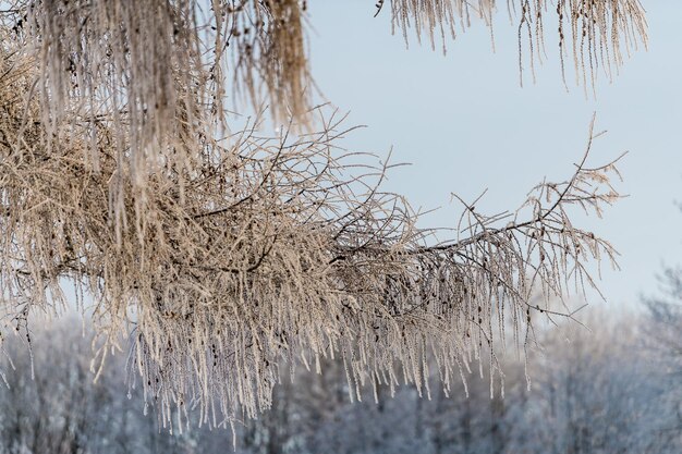 Foto nieve en las ramas de los árboles en un parque de invierno clima helado