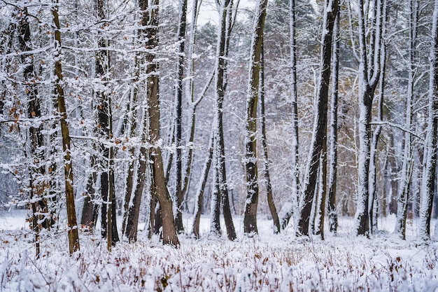 Nieve en las ramas de los árboles en el parque de invierno Ucrania