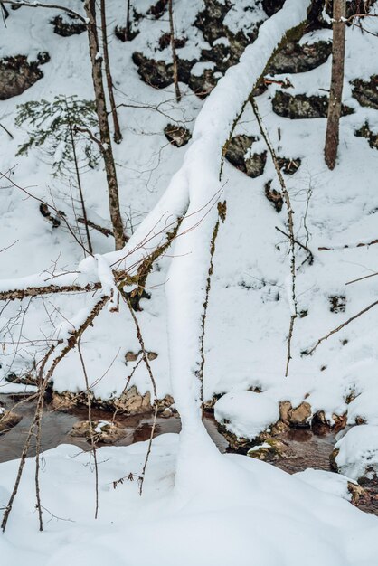 Nieve en las ramas de los árboles. Vista de invierno. Nieve blanca en las ramas de un árbol desnudo en un día de invierno helado, cerca