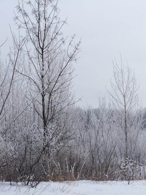 Foto nieve en las ramas de los árboles