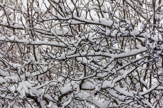 La nieve en las ramas de los árboles