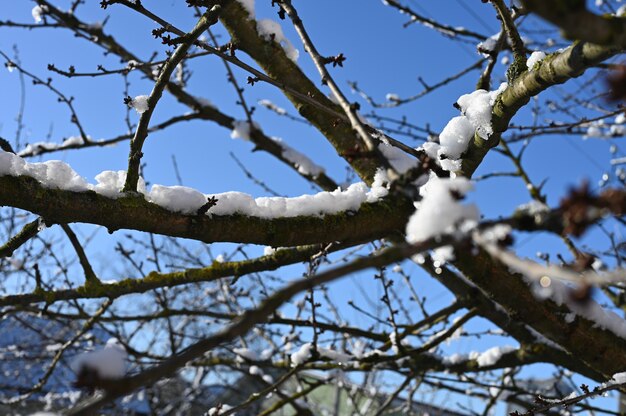 La nieve en las ramas se derrite cuando hace sol. Foto de alta calidad