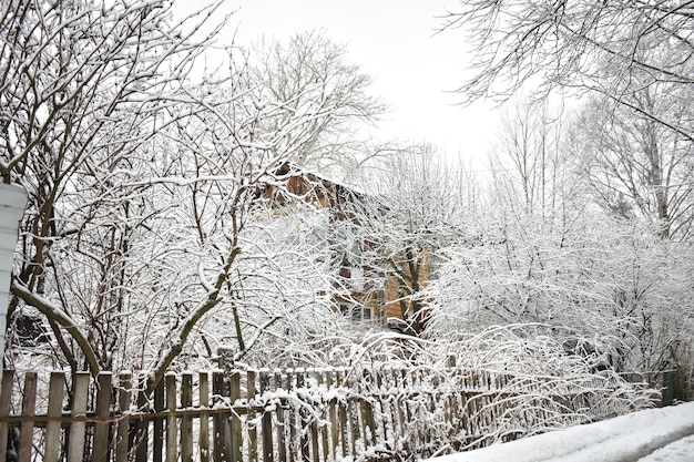 Nieve en ramas en el parque en invierno