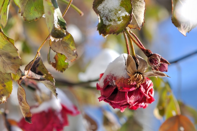 Nieve en rosas