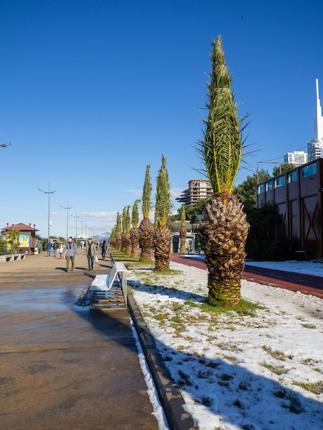 Nieve sobre una palmera y sobre la hierba verde Invierno en Batumi Invierno en el parque de la ciudad turística del sur Nevadas repentinas Contraste