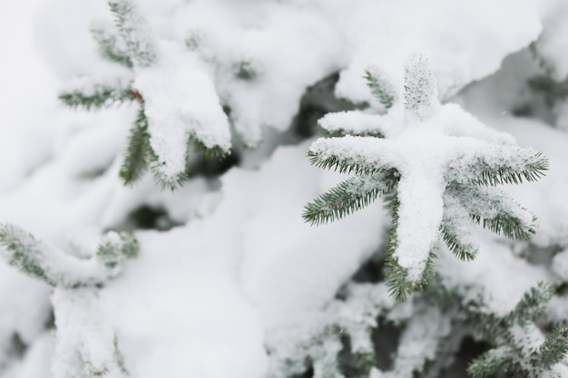 Nieve sobre ramas verdes de abeto en primer plano de invierno