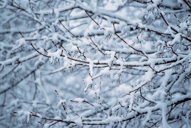 Bajo la nieve