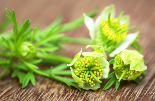 Nigella ayurvédica flores sobre superficie de madera