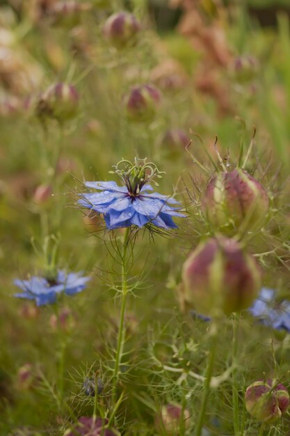 Nigella damascena de pétalas azuis