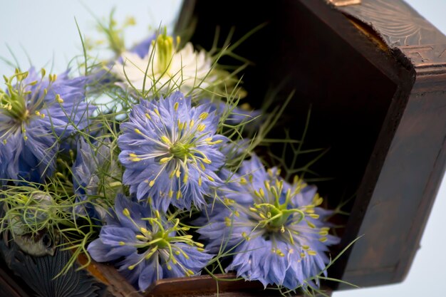 Nigella damascena flores en caja de madera