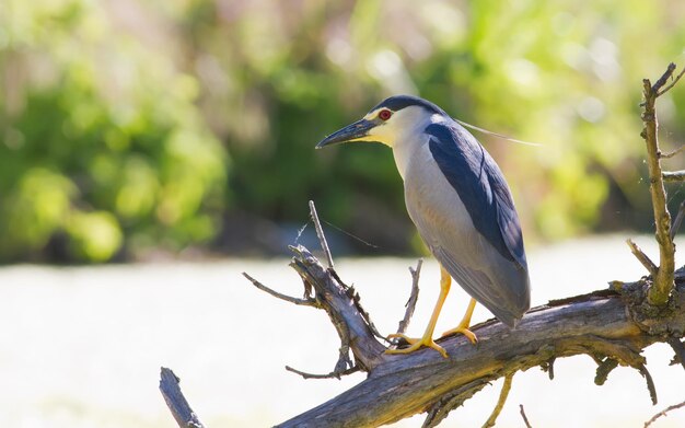 Nightheron nycticorax Un pájaro se sienta junto al agua en un viejo árbol inclinado