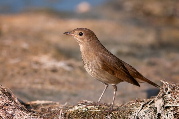 Nightingale Luscinia luscinia em habitat natural