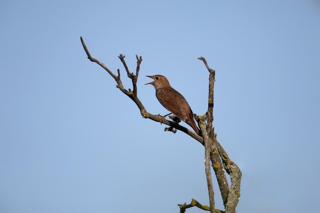 Foto nightingale oriental luscinia luscinia