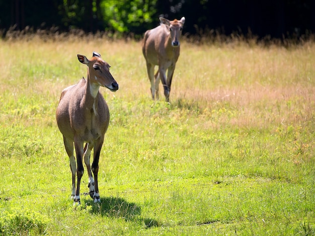 Nilgai auf einer Lichtung