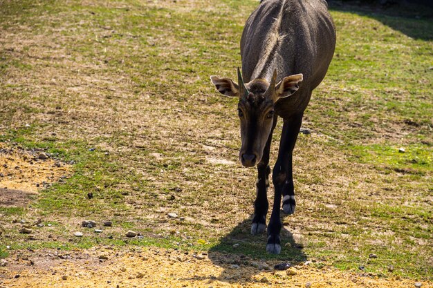 Nilgai oder Blue Bull Boselaphus Tragocamelus