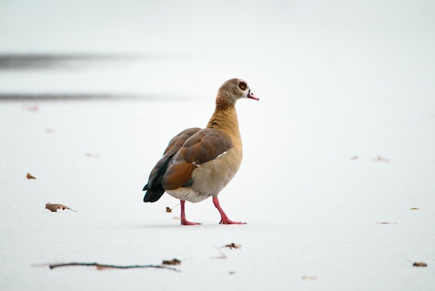 Nilgans, Alopochen aegyptiaca watschelt auf einem zugefrorenen und schneebedeckten Teich, Vögel im Winter