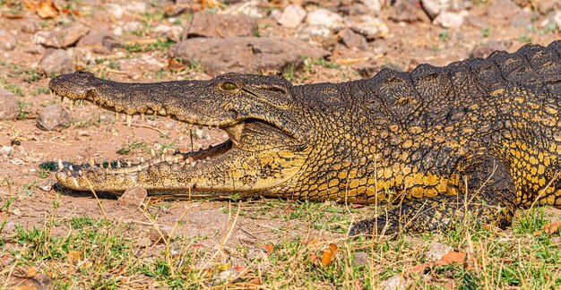 Nilkrokodil Crocodylus niloticus im Chobe Nationalpark Botswana