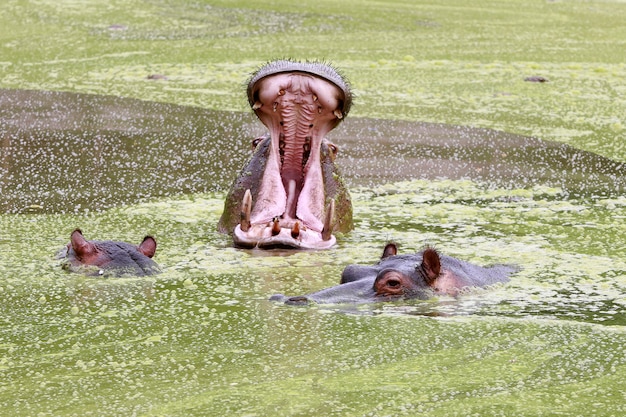 Nilpferd auf dem Wasser