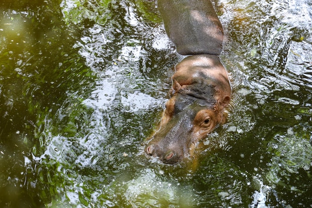 Nilpferd im fluss bei thailand