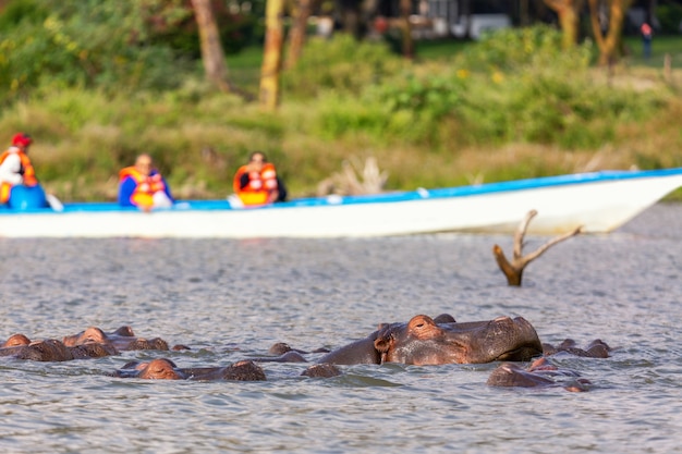 Nilpferd im Lake Naivasha gegen Boot mit Touristen. Tourismus in Kenia.