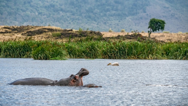 Nilpferd im Ngorongoro-Krater Tansania