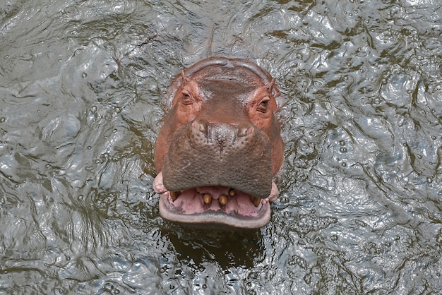 Nilpferd im Teich