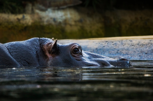 Nilpferd im Wasser, Berliner Zoo, wildes Tierleben