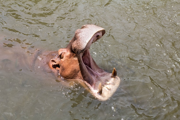 Nilpferd im Wasser