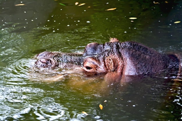 Nilpferd im Wasser