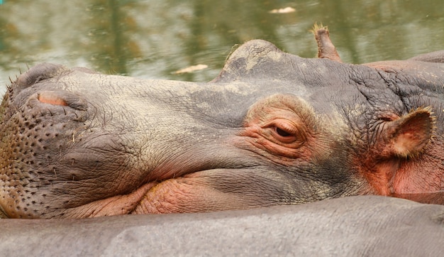 Nilpferd im Wasser