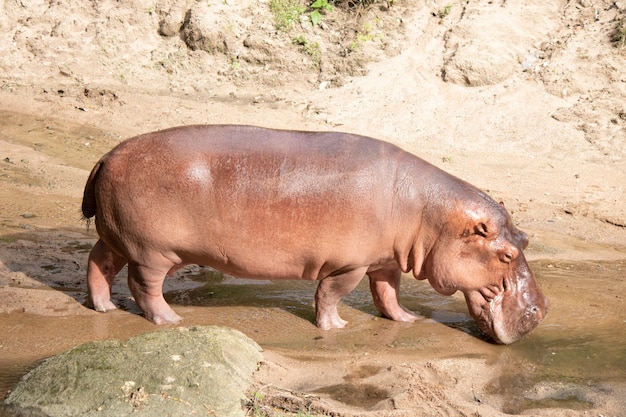 Nilpferd lebt im Fluss