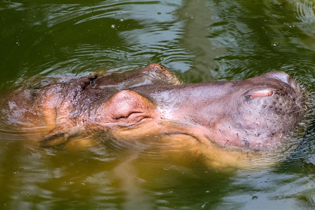 Nilpferd Schlaf im Fluss