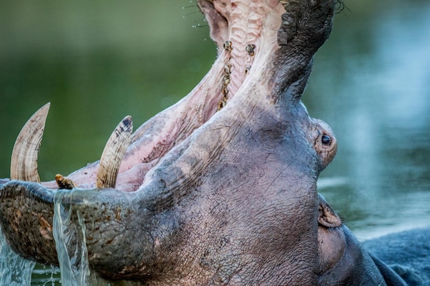 Foto nilpferd schwimmt im see