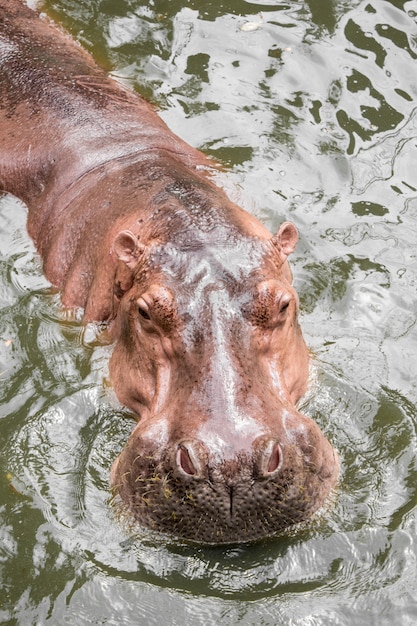 Nilpferd schwimmt im Wasser.