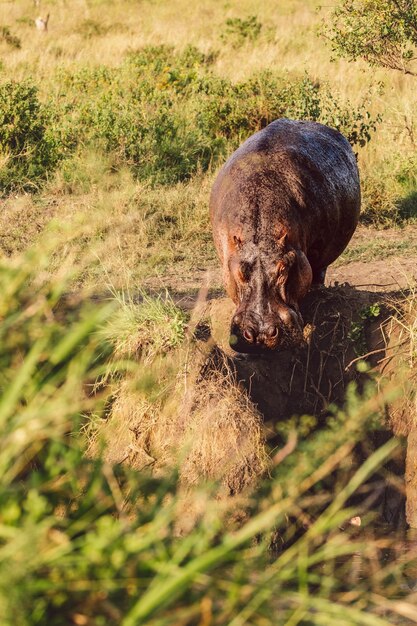 Foto nilpferd steht auf dem feld