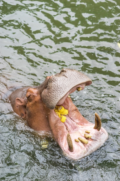 Nilpferd weit offen im Wasser