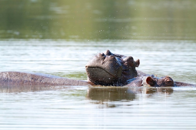 Nilpferde entspannen sich im Fluss
