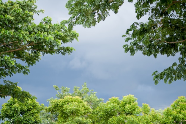 Nimbus nubes sobre árbol